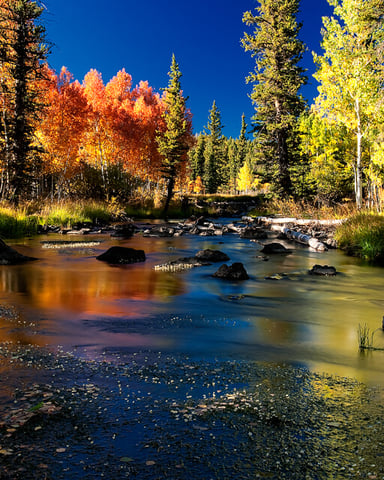 Duck Creek autumn forest